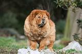 CHOW CHOW 674